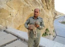 پیام تسلیت رئیس سازمان حفاظت محیط زیست در پی شهادت محیط بان هدایت الله دیده بان