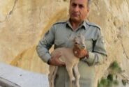 محیط‌بان بهبهانی هدف گلوله شکارچیان قرار گرفت